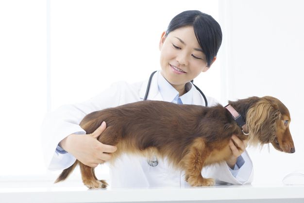 獣医師を辞めたいと感じる人の5個の理由の種類と対処法 つらすぎる時は働く環境を変えることも必要かもしれません ジョブール