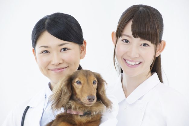 動物病院求人でよくある募集内容をご紹介 募集している職種は 就職 転職の参考に ジョブール