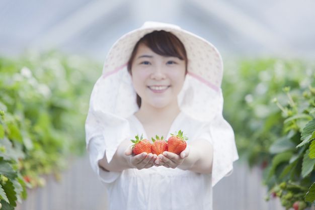 いちご農家が大変と感じる5個の瞬間と でもついついやりがいを感じて続けてしまう5個の理由 ジョブール